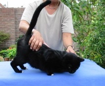 reiki bij kat